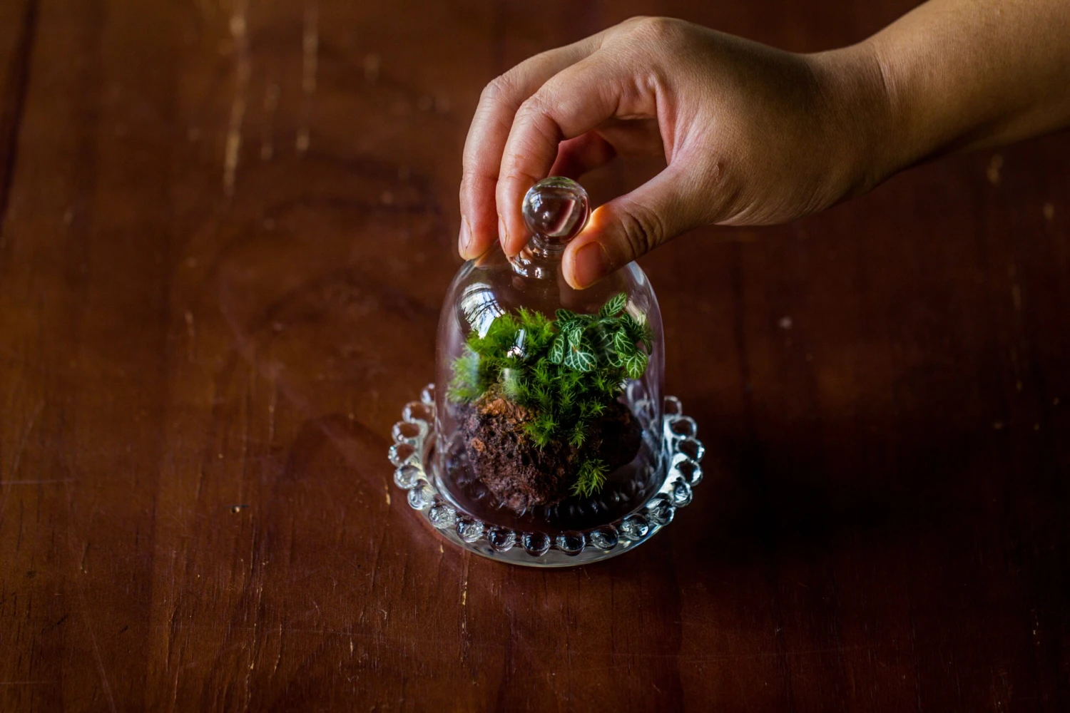 3 Units Mini Bell Shape Glass Cloche Dome With Beaded Decorative Base 9.5x14cm 15 3 Units Mini Bell Shape Glass Cloche Dome With Beaded Decorative Base 9.5x14cm - Image 15