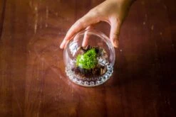 3 Units Mini Glass Globe Cloche With Decorative Beaded Base 9.5x10.8cm -Glass Plant Store IMG 8283