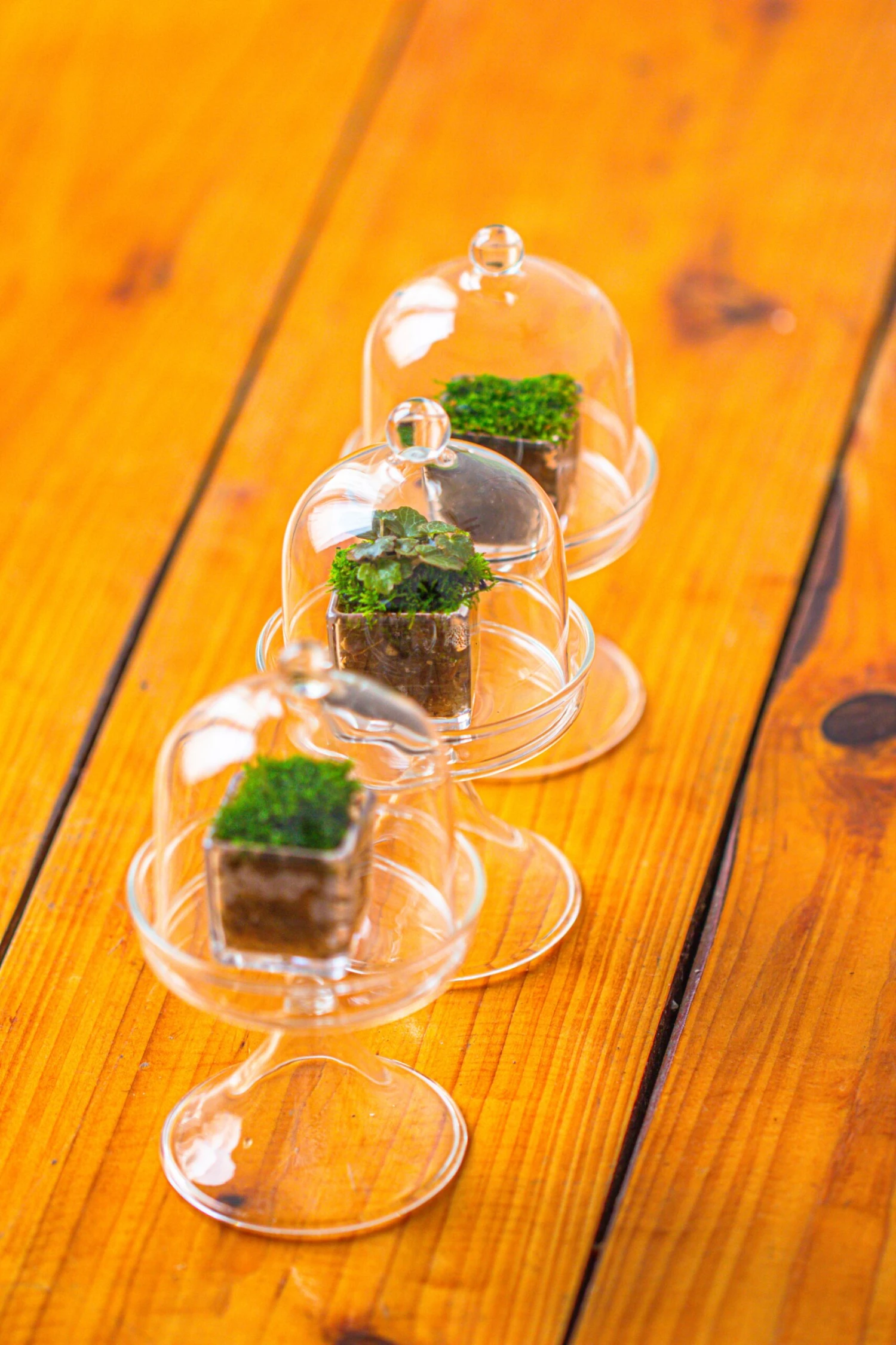 40 Units Mini Acrylic Square Pot For Moss -3cm / 1.2" Side Length 10 40 Units Mini Acrylic Square Pot For Moss -3cm / 1.2" Side Length - Image 10