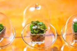 40 Units Mini Acrylic Square Pot For Moss -3cm / 1.2" Side Length 30 40 Units Mini Acrylic Square Pot For Moss -3cm / 1.2" Side Length -Glass Plant Store IMG 8313
