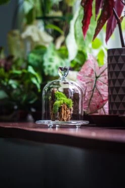 Heart Shape Tip Glass Cloche With Glass Base And Metal Gold Base Set 23 Heart Shape Tip Glass Cloche With Glass Base And Metal Gold Base Set -Glass Plant Store IMG 8365