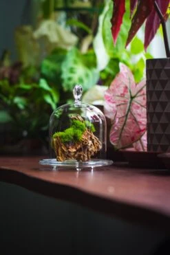 Heart Shape Tip Glass Cloche With Glass Base And Metal Gold Base Set 24 Heart Shape Tip Glass Cloche With Glass Base And Metal Gold Base Set -Glass Plant Store IMG 8366