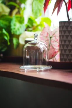 Heart Shape Tip Glass Cloche With Glass Base And Metal Gold Base Set 25 Heart Shape Tip Glass Cloche With Glass Base And Metal Gold Base Set -Glass Plant Store IMG 8368