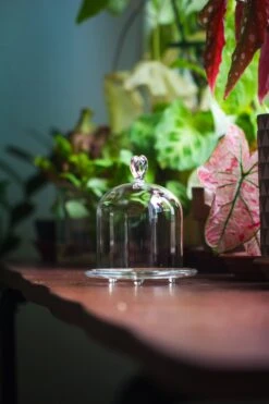 Heart Shape Tip Glass Cloche With Glass Base And Metal Gold Base Set 26 Heart Shape Tip Glass Cloche With Glass Base And Metal Gold Base Set -Glass Plant Store IMG 8369