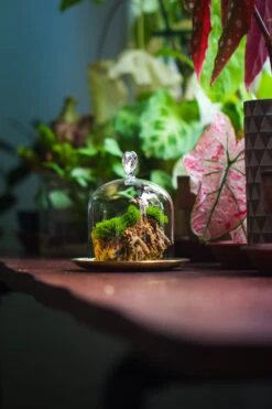 Heart Shape Tip Glass Cloche With Glass Base And Metal Gold Base Set 27 Heart Shape Tip Glass Cloche With Glass Base And Metal Gold Base Set -Glass Plant Store IMG 8370 2