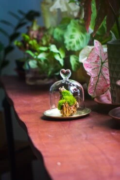 Heart Shape Tip Glass Cloche With Glass Base And Metal Gold Base Set 28 Heart Shape Tip Glass Cloche With Glass Base And Metal Gold Base Set -Glass Plant Store IMG 8372