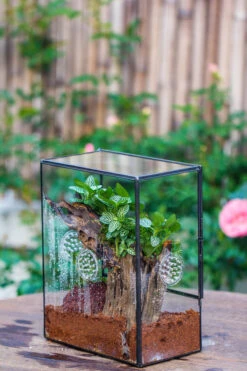 Close Geometric Glass Tin Terrarium With 3 Vents , 8x10" With Side Door, For Insects, Snail , Spider, Micro Landscape 38 Close Geometric Glass Tin Terrarium With 3 Vents , 8x10" With Side Door, For Insects, Snail , Spider, Micro Landscape -Glass Plant Store IMG 8482