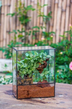 Close Geometric Glass Tin Terrarium With 3 Vents , 8x10" With Side Door, For Insects, Snail , Spider, Micro Landscape 39 Close Geometric Glass Tin Terrarium With 3 Vents , 8x10" With Side Door, For Insects, Snail , Spider, Micro Landscape -Glass Plant Store IMG 8483