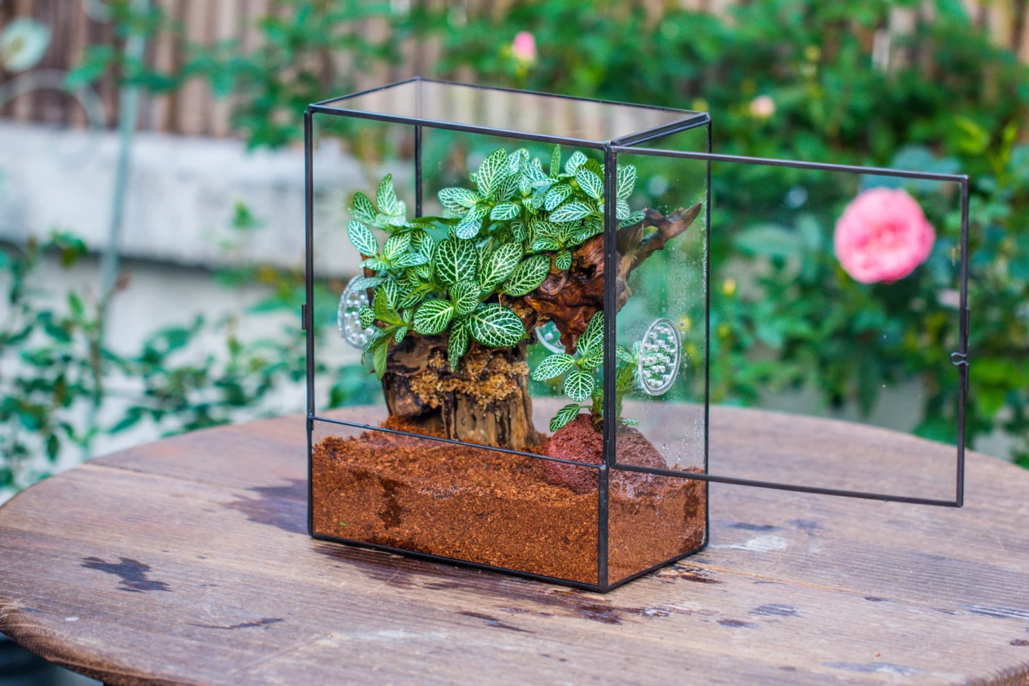 Close Geometric Glass Tin Terrarium With 3 Vents , 8x10" With Side Door, For Insects, Snail , Spider, Micro Landscape 9 Close Geometric Glass Tin Terrarium With 3 Vents , 8x10" With Side Door, For Insects, Snail , Spider, Micro Landscape - Image 9