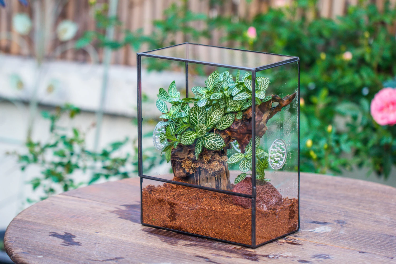 Close Geometric Glass Tin Terrarium With 3 Vents , 8x10" With Side Door, For Insects, Snail , Spider, Micro Landscape 10 Close Geometric Glass Tin Terrarium With 3 Vents , 8x10" With Side Door, For Insects, Snail , Spider, Micro Landscape - Image 10