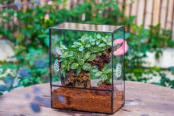 Close Geometric Glass Tin Terrarium With 3 Vents , 8x10" With Side Door, For Insects, Snail , Spider, Micro Landscape 30 Close Geometric Glass Tin Terrarium With 3 Vents , 8x10" With Side Door, For Insects, Snail , Spider, Micro Landscape -Glass Plant Store IMG 8494