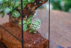 Close Geometric Glass Tin Terrarium With 3 Vents , 8x10" With Side Door, For Insects, Snail , Spider, Micro Landscape 31 Close Geometric Glass Tin Terrarium With 3 Vents , 8x10" With Side Door, For Insects, Snail , Spider, Micro Landscape -Glass Plant Store IMG 8497