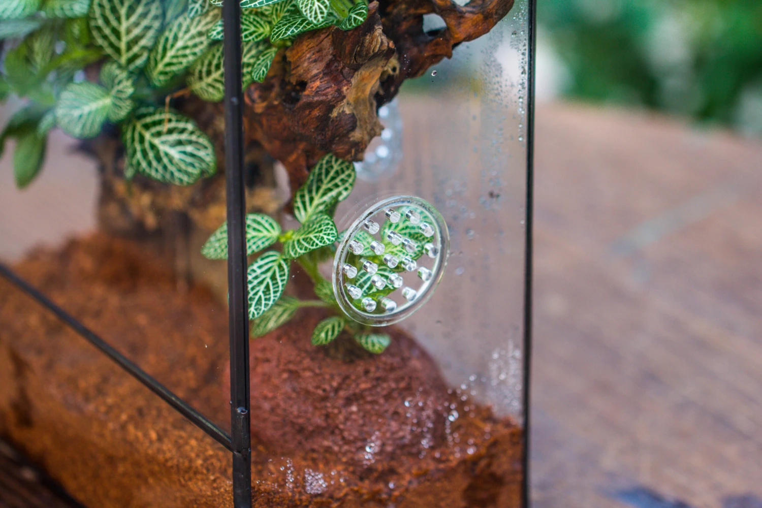 Close Geometric Glass Tin Terrarium With 3 Vents , 8x10" With Side Door, For Insects, Snail , Spider, Micro Landscape 12 Close Geometric Glass Tin Terrarium With 3 Vents , 8x10" With Side Door, For Insects, Snail , Spider, Micro Landscape - Image 12