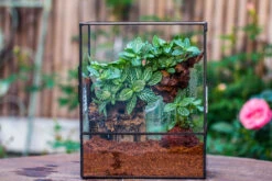 Close Geometric Glass Tin Terrarium With 3 Vents , 8x10" With Side Door, For Insects, Snail , Spider, Micro Landscape 34 Close Geometric Glass Tin Terrarium With 3 Vents , 8x10" With Side Door, For Insects, Snail , Spider, Micro Landscape -Glass Plant Store IMG 8500