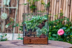 Close Geometric Glass Tin Terrarium With 3 Vents , 8x10" With Side Door, For Insects, Snail , Spider, Micro Landscape 35 Close Geometric Glass Tin Terrarium With 3 Vents , 8x10" With Side Door, For Insects, Snail , Spider, Micro Landscape -Glass Plant Store IMG 8501