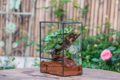 Close Geometric Glass Tin Terrarium With 3 Vents , 8x10" With Side Door, For Insects, Snail , Spider, Micro Landscape 26 Close Geometric Glass Tin Terrarium With 3 Vents , 8x10" With Side Door, For Insects, Snail , Spider, Micro Landscape -Glass Plant Store IMG 8503