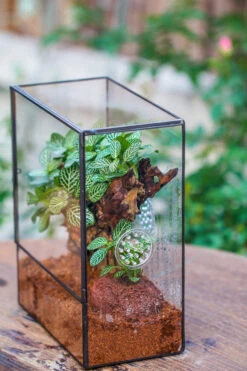 Close Geometric Glass Tin Terrarium With 3 Vents , 8x10" With Side Door, For Insects, Snail , Spider, Micro Landscape 24 Close Geometric Glass Tin Terrarium With 3 Vents , 8x10" With Side Door, For Insects, Snail , Spider, Micro Landscape -Glass Plant Store IMG 8504