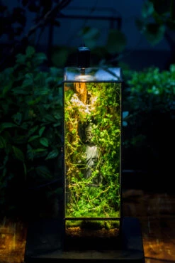 NCYP Close 11.8" Tall Geometric Glass Terrarium With Door, Tin Sealed Pillar, Planter For Moss Wall, Fern, Pitcher Plants, Tropical Plants -Glass Plant Store IMG 8527 3de90c38 9101 4109 8348 211398407504