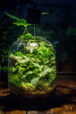 Terrarium Planting Kit Glass Jar And Black LED Grow Light With Base Kit, With Planting Material, DIY Kit 17 Terrarium Planting Kit Glass Jar And Black LED Grow Light With Base Kit, With Planting Material, DIY Kit -Glass Plant Store IMG 8534