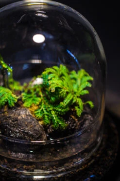 Round Glass Cloche Terrarium 12 Cm Diameter X 12cm Height With Matching Warm White Spot LED Grow Light And Base Set 25 Round Glass Cloche Terrarium 12 Cm Diameter X 12cm Height With Matching Warm White Spot LED Grow Light And Base Set -Glass Plant Store IMG 8553