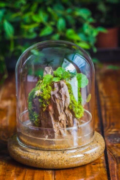 Round Glass Cloche Terrarium 12 Cm Diameter X 15cm Height With Matching Warm White Spot LED Grow Light And Base Set 35 Round Glass Cloche Terrarium 12 Cm Diameter X 15cm Height With Matching Warm White Spot LED Grow Light And Base Set -Glass Plant Store IMG 8582