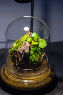 Round Glass Cloche Terrarium 12 Cm Diameter X 15cm Height With Matching Warm White Spot LED Grow Light And Base Set 21 Round Glass Cloche Terrarium 12 Cm Diameter X 15cm Height With Matching Warm White Spot LED Grow Light And Base Set -Glass Plant Store IMG 8585