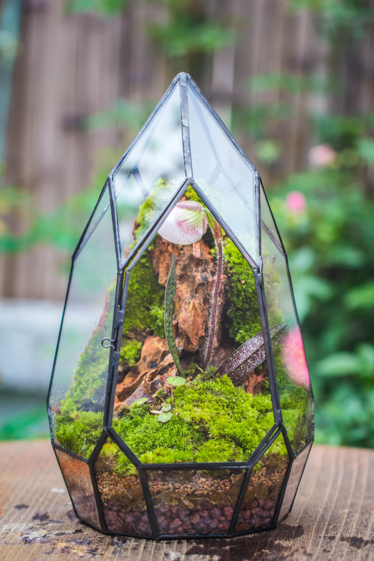 Cliff Terrarium Building DIY Set: Live Moss Cliff TearDrop Close Terrarium With Matching LED Grow Light And Base 5 Cliff Terrarium Building DIY Set: Live Moss Cliff TearDrop Close Terrarium With Matching LED Grow Light And Base - Image 5