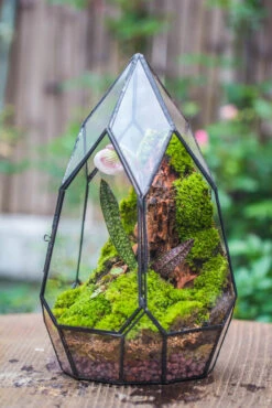 Cliff Terrarium Building DIY Set: Live Moss Cliff TearDrop Close Terrarium With Matching LED Grow Light And Base 25 Cliff Terrarium Building DIY Set: Live Moss Cliff TearDrop Close Terrarium With Matching LED Grow Light And Base -Glass Plant Store IMG 8633