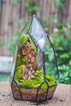 Cliff Terrarium Building DIY Set: Live Moss Cliff TearDrop Close Terrarium With Matching LED Grow Light And Base 26 Cliff Terrarium Building DIY Set: Live Moss Cliff TearDrop Close Terrarium With Matching LED Grow Light And Base -Glass Plant Store IMG 8634