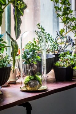 Tall Glass Dome With Glass Base And Gold Metal Base Set -Glass Plant Store IMG 8653