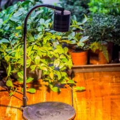 5W Warm White Black LED Grow Light Adjustable With Black Matte Stand, Or Terrarium, Moss, Shade Plants, Multi Size Available Customizable -34cm / 13.4 -Glass Plant Store IMG 8658