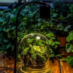 5W Warm White Black LED Grow Light Adjustable With Black Matte Stand, Or Terrarium, Moss, Shade Plants, Multi Size Available Customizable -34cm / 13.4 -Glass Plant Store IMG 8662 3