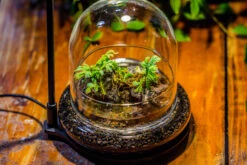 Round Glass Cloche Terrarium 12 Cm Diameter X 12cm Height With Matching Warm White Spot LED Grow Light And Base Set 31 Round Glass Cloche Terrarium 12 Cm Diameter X 12cm Height With Matching Warm White Spot LED Grow Light And Base Set -Glass Plant Store IMG 8667