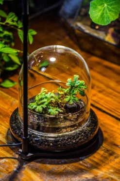 Round Glass Cloche Terrarium 12 Cm Diameter X 12cm Height With Matching Warm White Spot LED Grow Light And Base Set 32 Round Glass Cloche Terrarium 12 Cm Diameter X 12cm Height With Matching Warm White Spot LED Grow Light And Base Set -Glass Plant Store IMG 8668