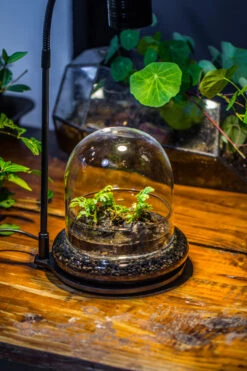 Round Glass Cloche Terrarium 12 Cm Diameter X 12cm Height With Matching Warm White Spot LED Grow Light And Base Set 30 Round Glass Cloche Terrarium 12 Cm Diameter X 12cm Height With Matching Warm White Spot LED Grow Light And Base Set -Glass Plant Store IMG 8669 53b5602f 0a97 4c2f 90e0 fa93167bafe2