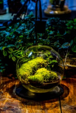 5W Warm White Black LED Grow Light Adjustable With Black Matte Stand, Or Terrarium, Moss, Shade Plants, Multi Size Available Customizable - 29cm / 11.4" -Glass Plant Store IMG 8670 5d35cc08 7ebe 4bf6 9bc3 db6a9586fc71