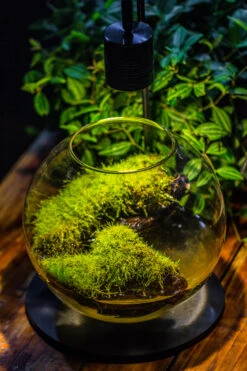 5W Warm White Black LED Grow Light Adjustable With Black Matte Stand, Or Terrarium, Moss, Shade Plants, Multi Size Available Customizable - 29cm / 11.4" -Glass Plant Store IMG 8672 e34a393a c23a 4b5a 995e cc8e00631809