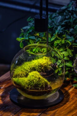 5W Warm White Black LED Grow Light Adjustable With Black Matte Stand, Or Terrarium, Moss, Shade Plants, Multi Size Available Customizable - 29cm / 11.4" -Glass Plant Store IMG 8679