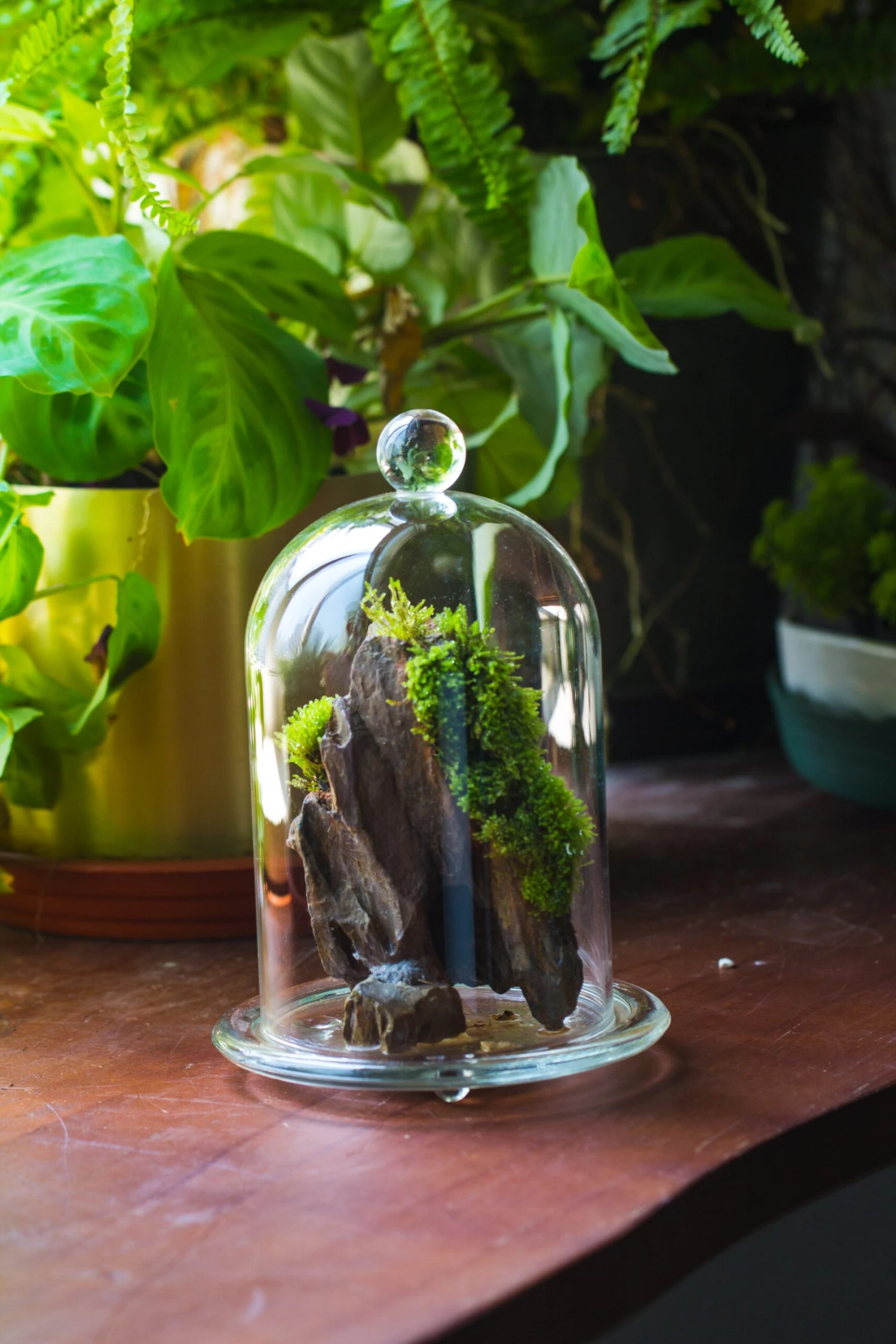 Round Tip Glass Dome Cloche With Glass Base And Gold Metal Base Set 3 Round Tip Glass Dome Cloche With Glass Base And Gold Metal Base Set - Image 3