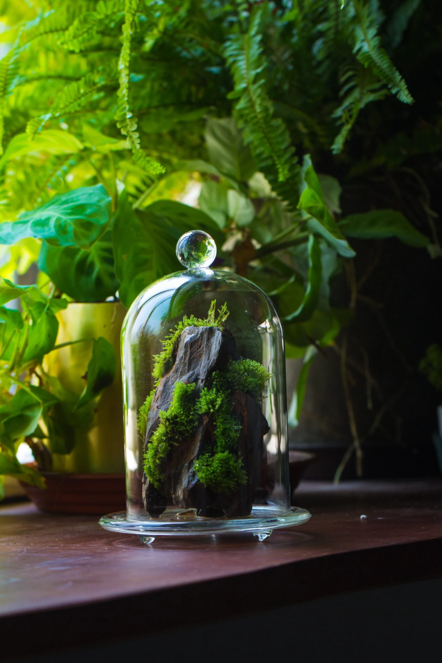 Round Tip Glass Dome Cloche With Glass Base And Gold Metal Base Set 6 Round Tip Glass Dome Cloche With Glass Base And Gold Metal Base Set - Image 6
