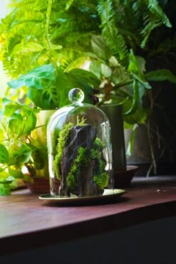 Round Tip Glass Dome Cloche With Glass Base And Gold Metal Base Set 16 Round Tip Glass Dome Cloche With Glass Base And Gold Metal Base Set -Glass Plant Store IMG 8687