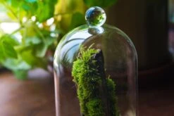 Round Tip Glass Dome Cloche With Glass Base And Gold Metal Base Set 17 Round Tip Glass Dome Cloche With Glass Base And Gold Metal Base Set -Glass Plant Store IMG 8690