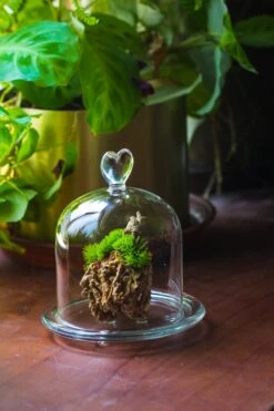 Heart Shape Tip Glass Cloche With Glass Base And Metal Gold Base Set 30 Heart Shape Tip Glass Cloche With Glass Base And Metal Gold Base Set -Glass Plant Store IMG 8694