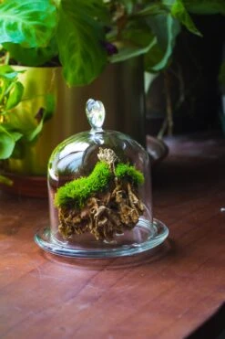 Heart Shape Tip Glass Cloche With Glass Base And Metal Gold Base Set 31 Heart Shape Tip Glass Cloche With Glass Base And Metal Gold Base Set -Glass Plant Store IMG 8695