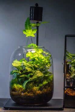 5W Warm White Black LED Grow Light Adjustable With Black Matte Stand, Or Terrarium, Moss, Shade Plants, Multi Size Available Customizable - 29cm / 11.4" -Glass Plant Store IMG 8696