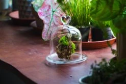 Heart Shape Tip Glass Cloche With Glass Base And Metal Gold Base Set 32 Heart Shape Tip Glass Cloche With Glass Base And Metal Gold Base Set -Glass Plant Store IMG 8697