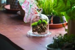 Heart Shape Tip Glass Cloche With Glass Base And Metal Gold Base Set 33 Heart Shape Tip Glass Cloche With Glass Base And Metal Gold Base Set -Glass Plant Store IMG 8698