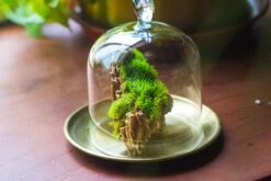 Heart Shape Tip Glass Cloche With Glass Base And Metal Gold Base Set 34 Heart Shape Tip Glass Cloche With Glass Base And Metal Gold Base Set -Glass Plant Store IMG 8699