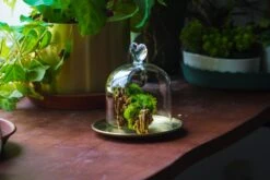 Heart Shape Tip Glass Cloche With Glass Base And Metal Gold Base Set 35 Heart Shape Tip Glass Cloche With Glass Base And Metal Gold Base Set -Glass Plant Store IMG 8701