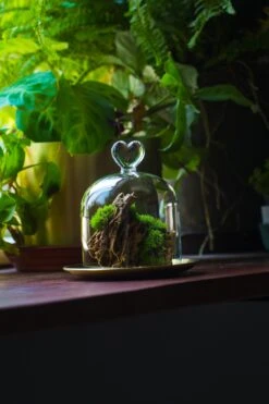 Heart Shape Tip Glass Cloche With Glass Base And Metal Gold Base Set 36 Heart Shape Tip Glass Cloche With Glass Base And Metal Gold Base Set -Glass Plant Store IMG 8704